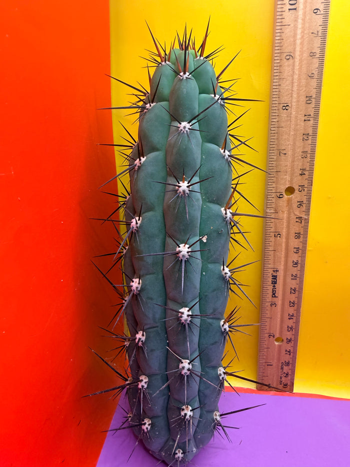 TRICHOCEREUS CHALA !