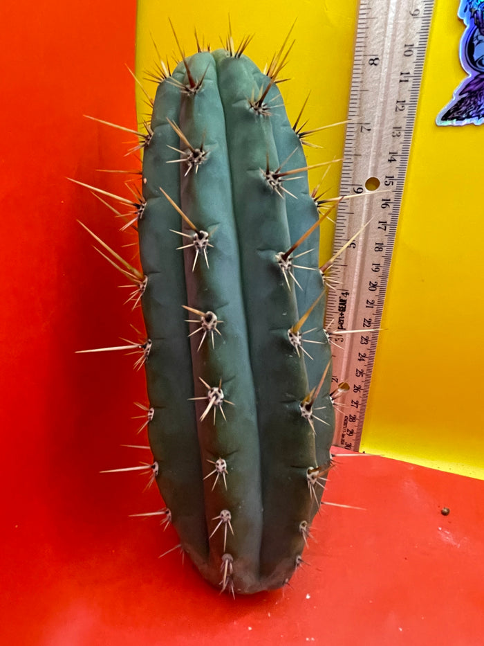 Trichocereus cutting for sale