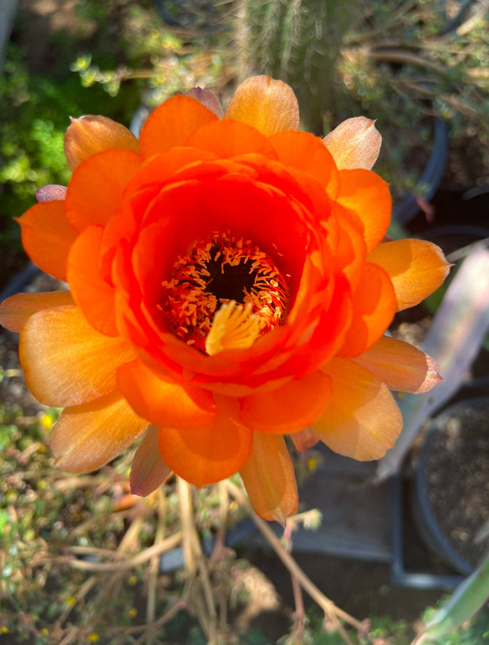 Trichocereus Huascha seeds - 100 !