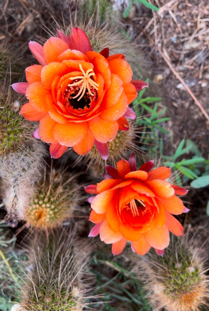 Trichocereus Huascha seeds - 100 !