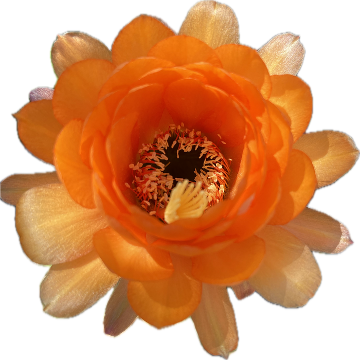 Trichocereus Huascha seeds - 100 !