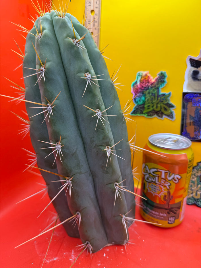 TRICHOCEREUS MACROGONUS !