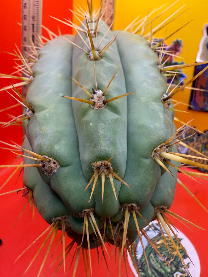 TRICHOCEREUS MACROGONUS !