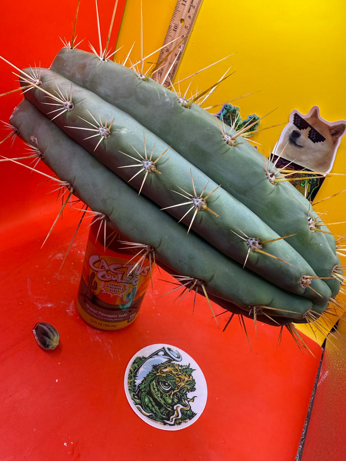 TRICHOCEREUS MACROGONUS !