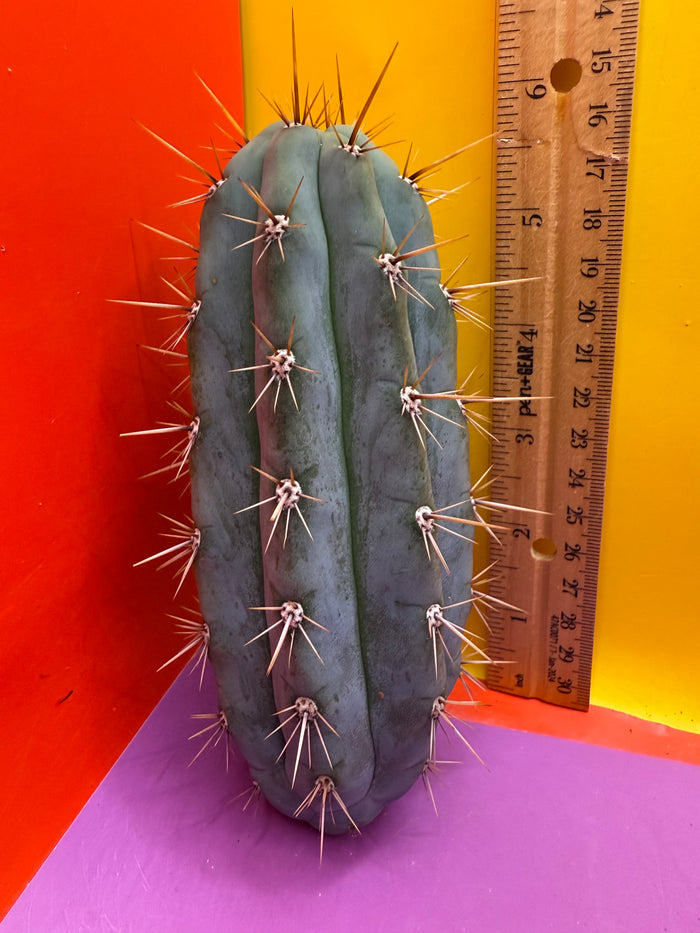 Trichocereus Matucana !