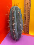 Trichocereus Matucana !