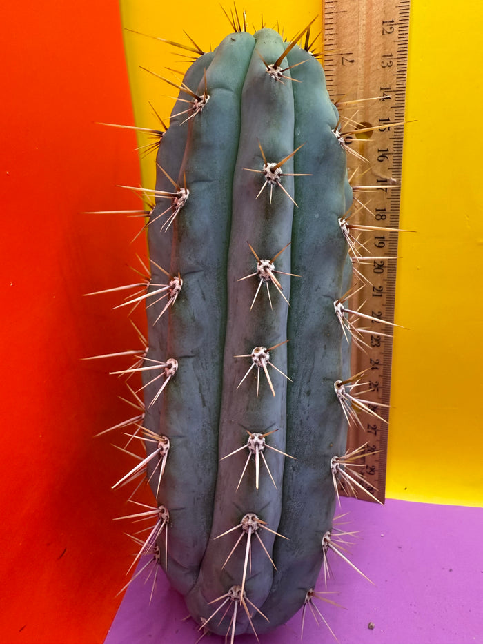 Trichocereus Matucana