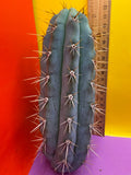 Trichocereus Matucana