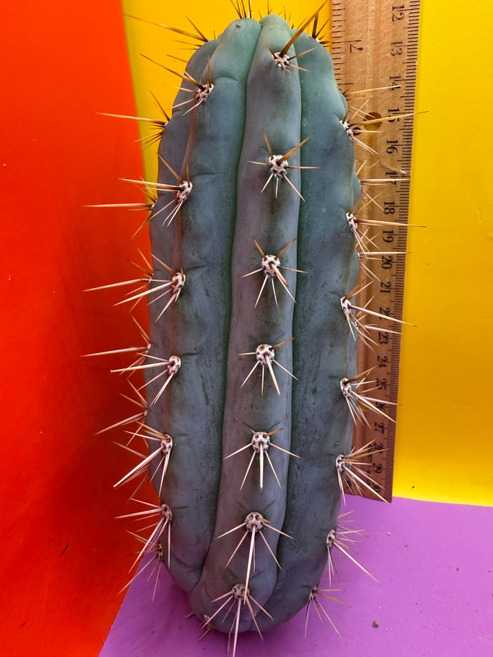 Trichocereus Matucana