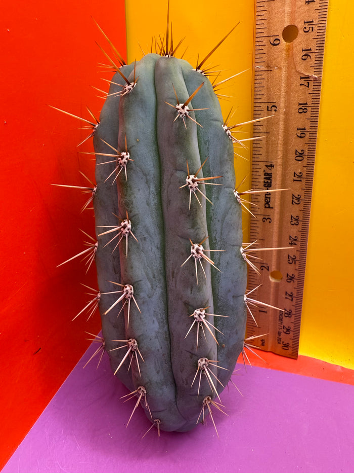 Trichocereus Matucana !