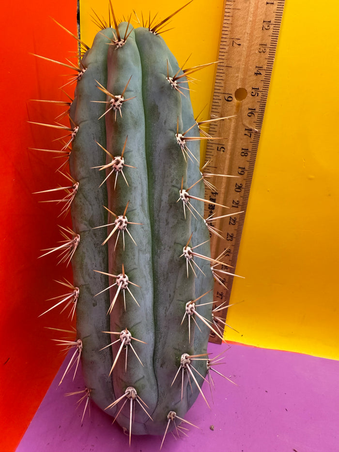 Trichocereus Matucana