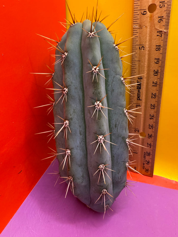 Trichocereus Matucana !