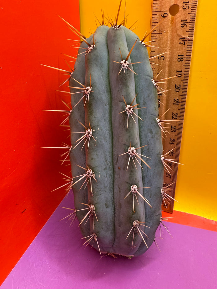 Trichocereus Matucana !