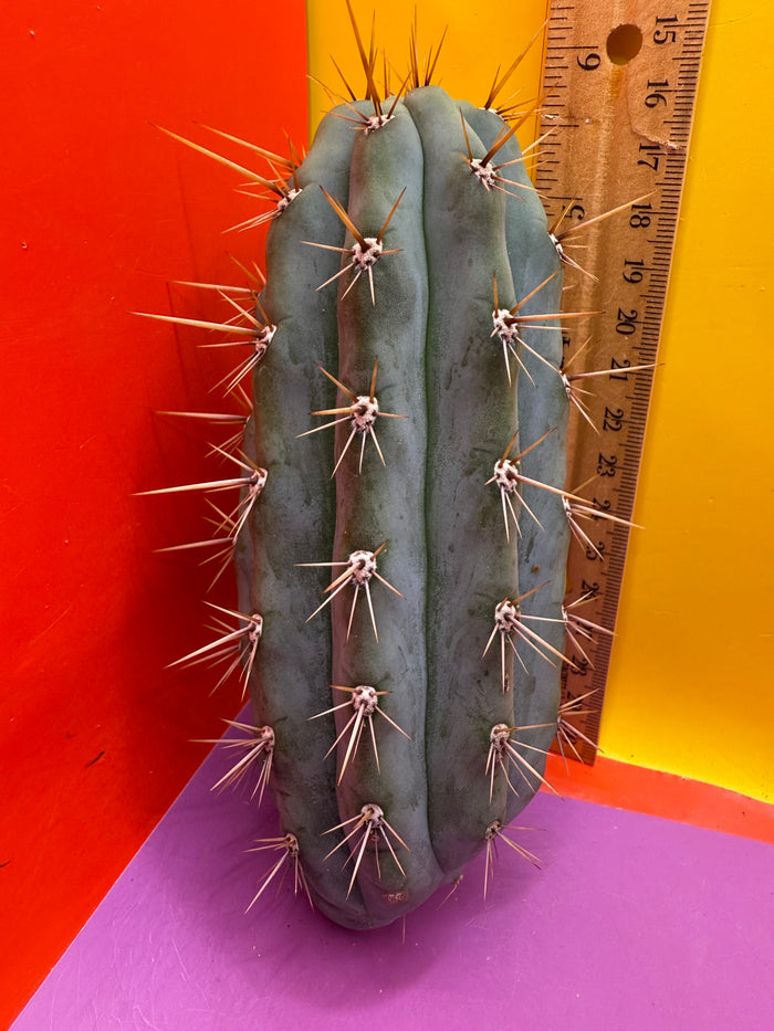Trichocereus Matucana !