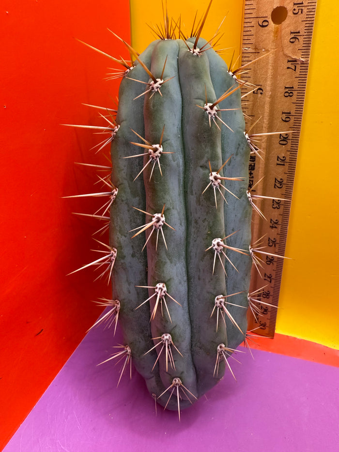 Trichocereus Matucana !