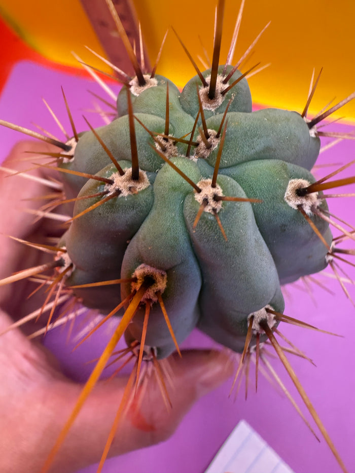 Trichocereus Matucana !
