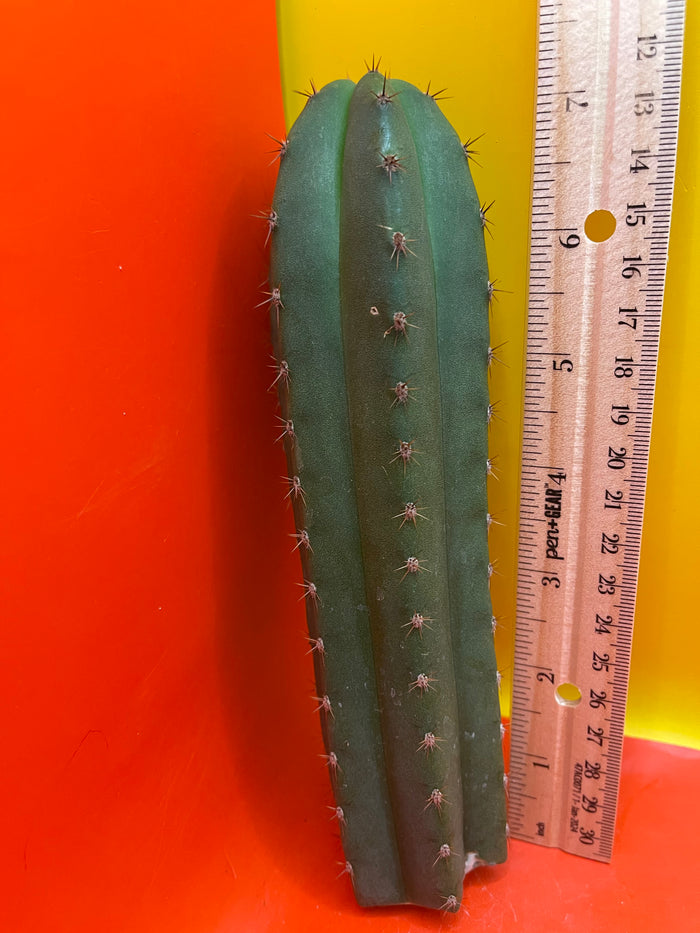 Trichocereus “MT”
