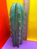 Trichocereus pallarensis x tpm