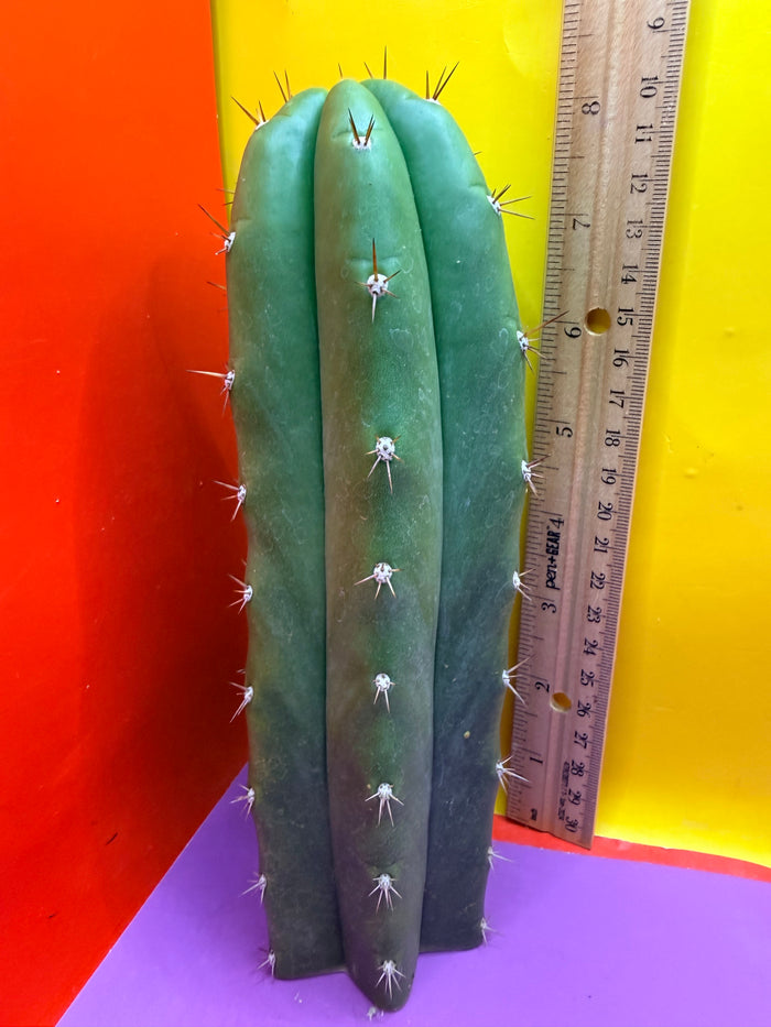 Trichocereus pallarensis x tpm