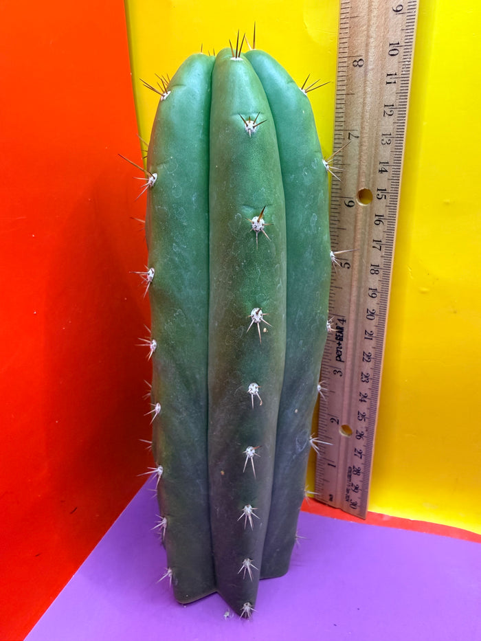 Trichocereus pallarensis x tpm