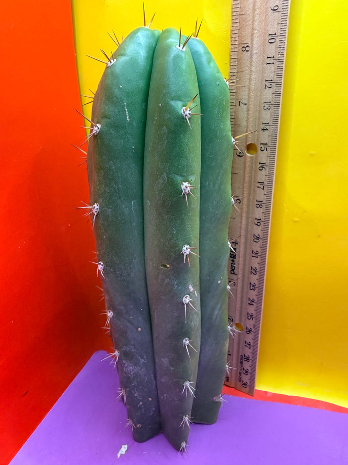 Trichocereus pallarensis x tpm