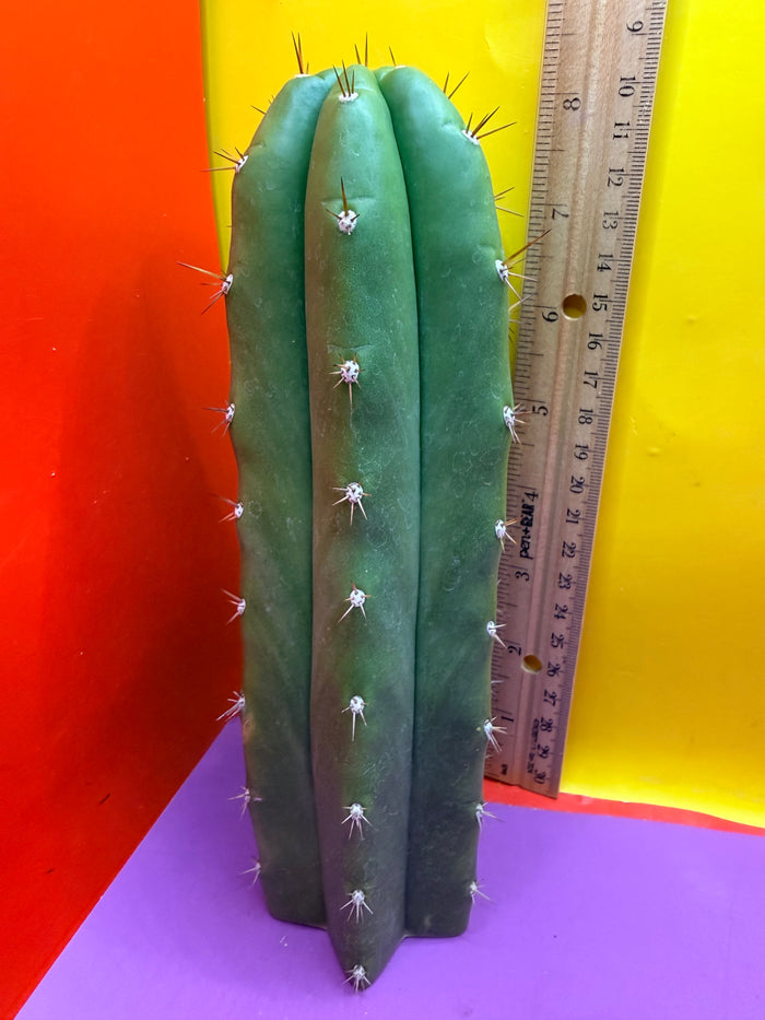 Trichocereus pallarensis x tpm
