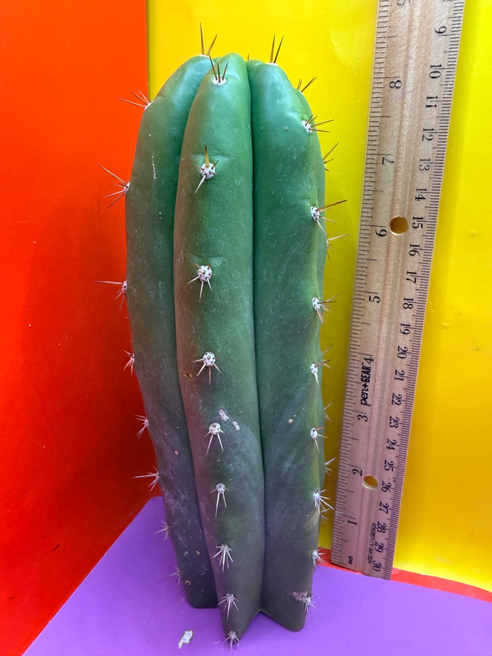 Trichocereus pallarensis x tpm