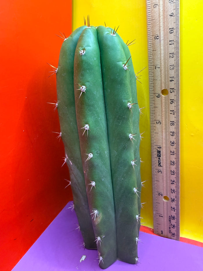 Trichocereus pallarensis x tpm