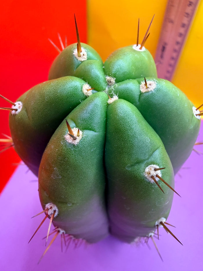 Trichocereus pallarensis x tpm