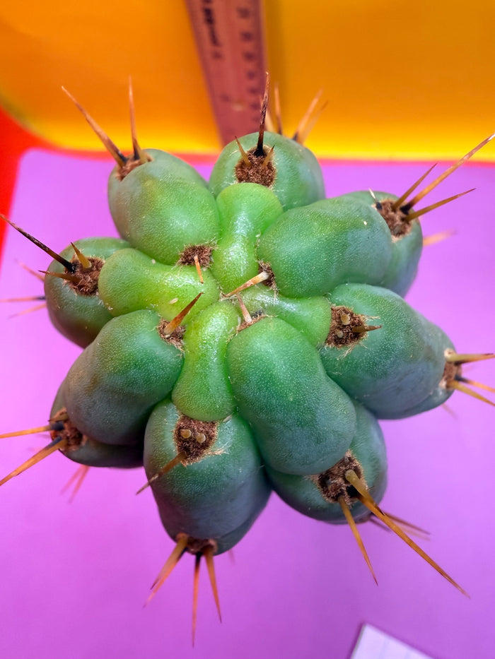 Trichocereus peruvianus