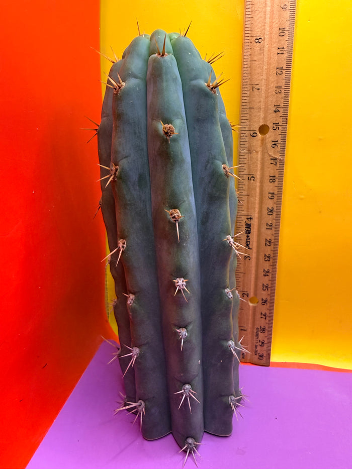 Trichocereus peruvianus
