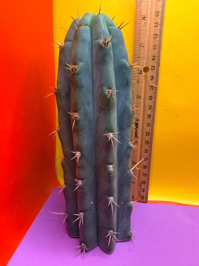 Trichocereus peruvianus