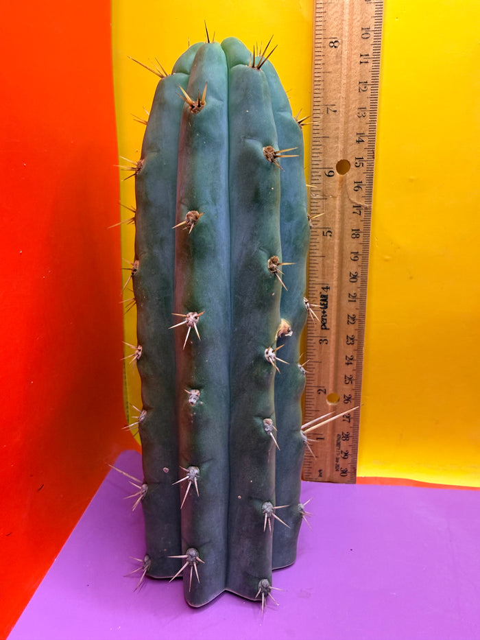 Trichocereus peruvianus