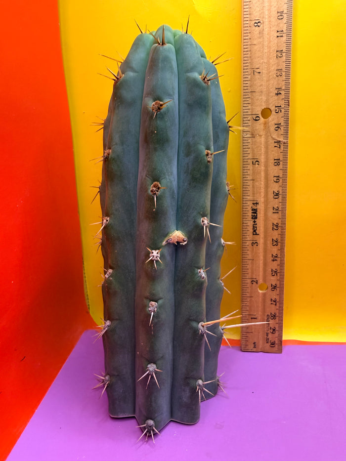 Trichocereus peruvianus