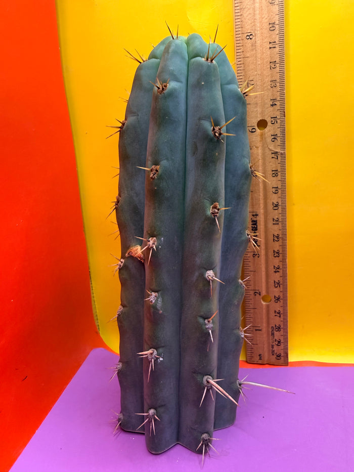 Trichocereus peruvianus