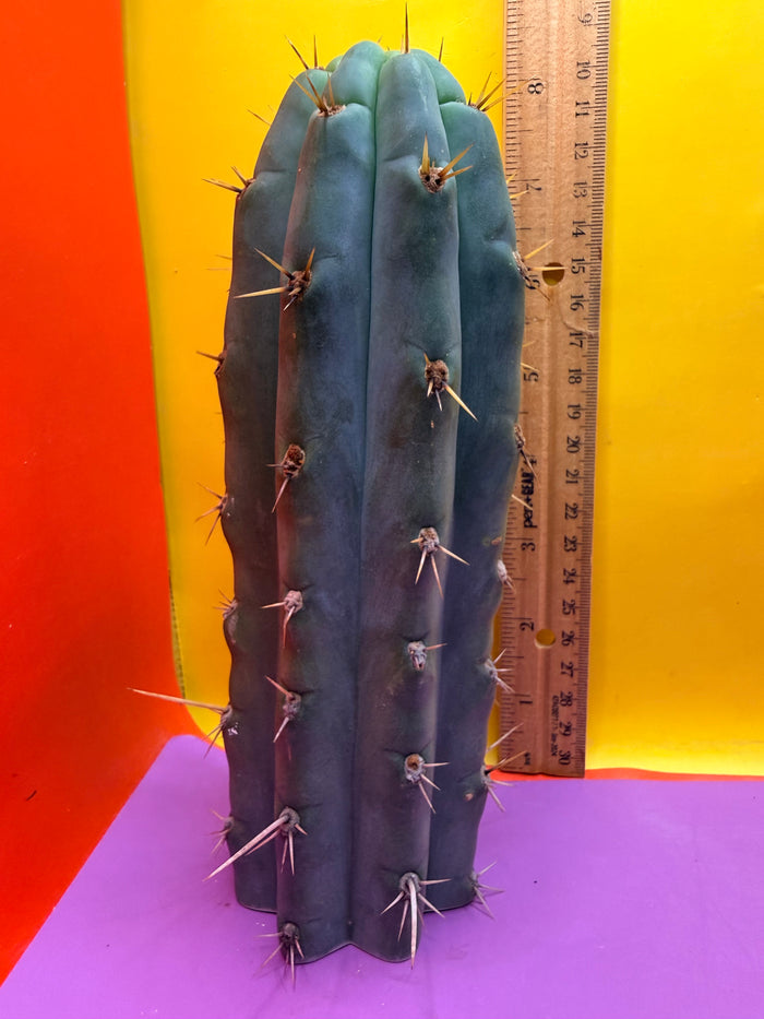 Trichocereus peruvianus