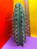 Trichocereus Puquiensis - cv “Linda”