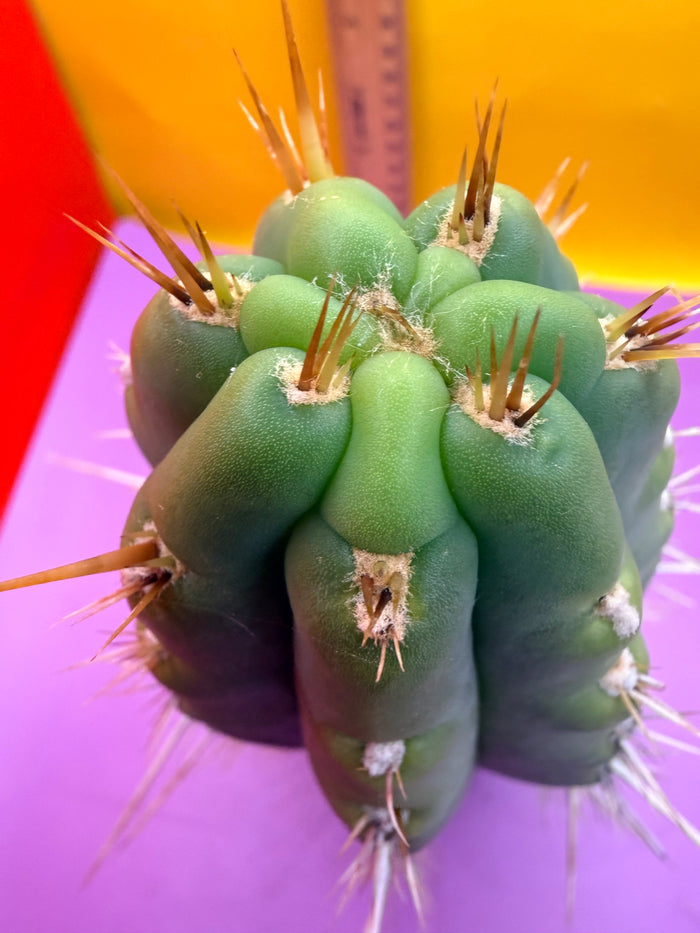 Trichocereus Puquiensis - cv “Linda”