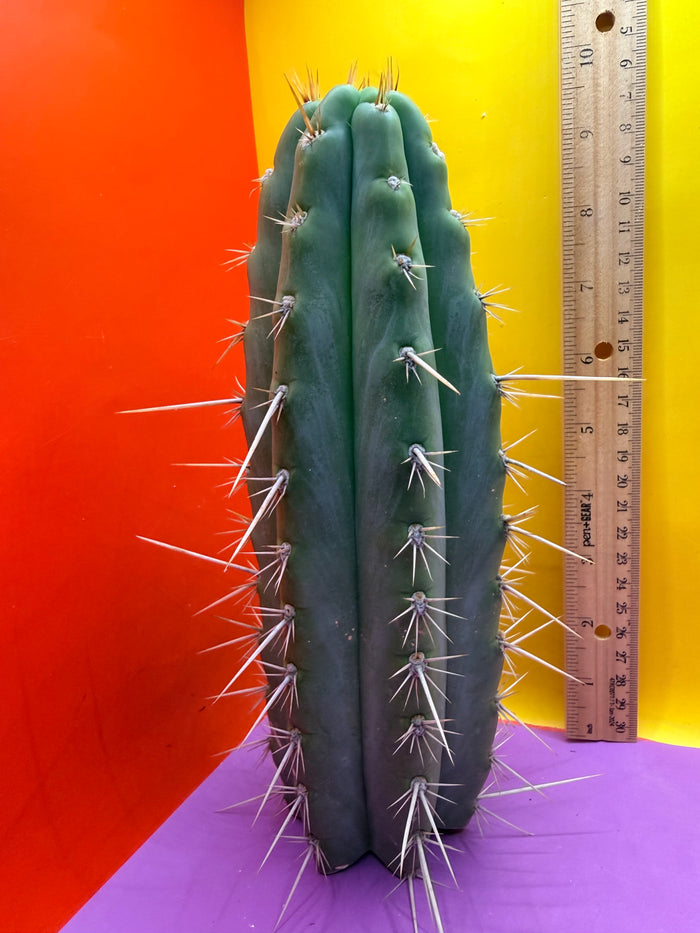 Trichocereus Puquiensis - cv “Linda”