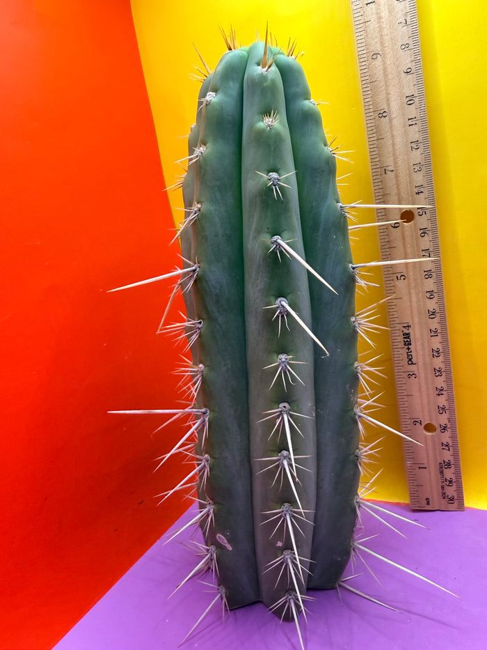 Trichocereus Puquiensis - cv “Linda”