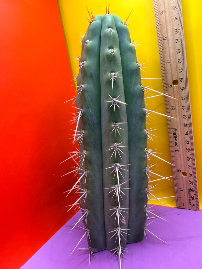 Trichocereus Puquiensis - cv “Linda”
