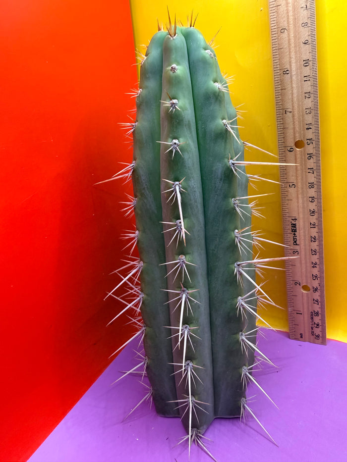 Trichocereus Puquiensis - cv “Linda”