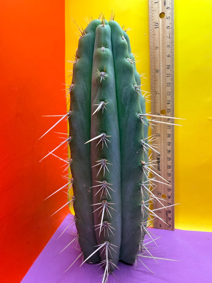 Trichocereus Puquiensis - cv “Linda”