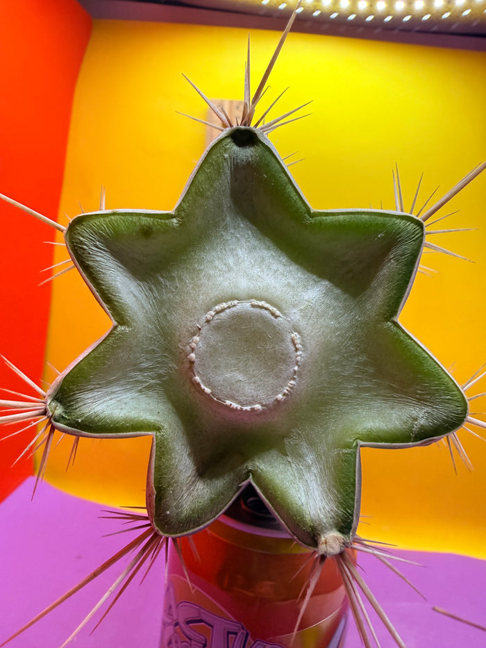 Trichocereus Puquiensis - cv “Linda”