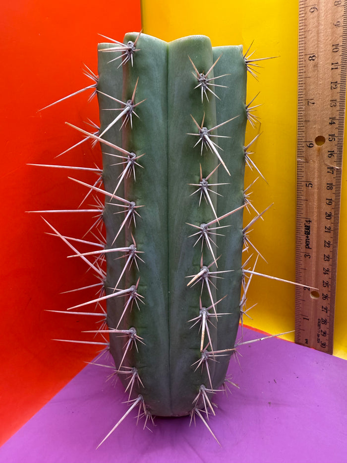 Trichocereus puquiensis