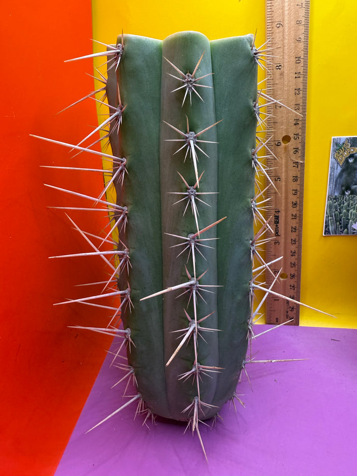 Trichocereus puquiensis