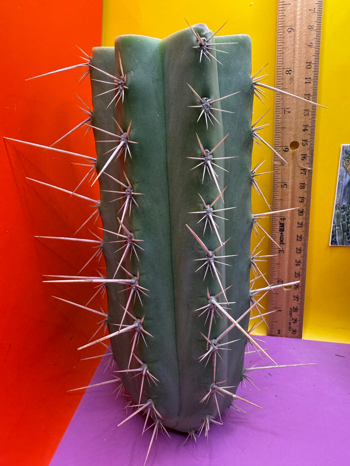 Trichocereus puquiensis