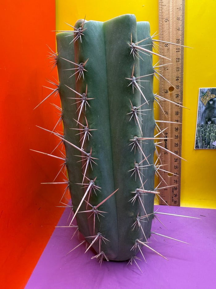 Trichocereus puquiensis
