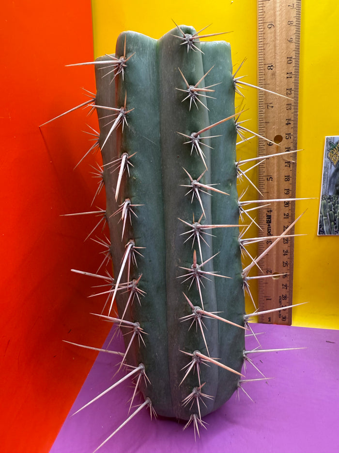 Trichocereus puquiensis