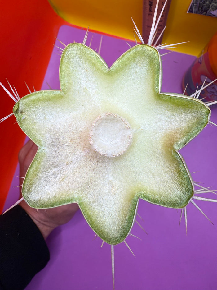 Trichocereus puquiensis